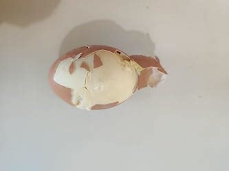 Farm made foods Free Range Eggs,12 Pieces| Veg Fed| Non-Fertile Eggs ...