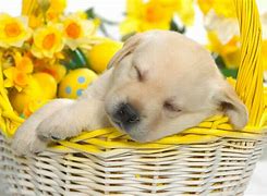Image result for Easter Baby Animals