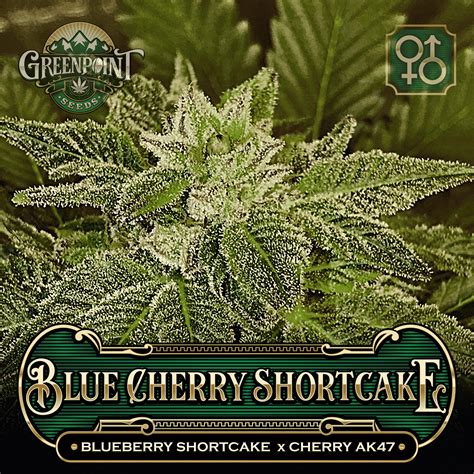 Blue Cherry Shortcake Seeds - Cherry AK-47 Strain | Greenpoint Seeds