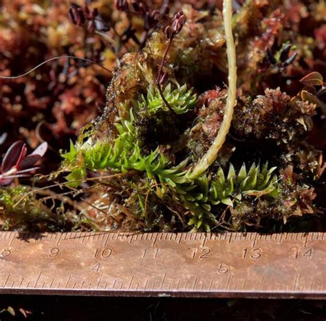 Slender Clubmoss | Mass.gov