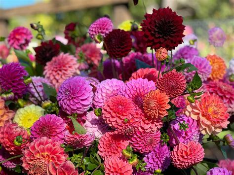 Dahlia Seeds - Mixed Dahlia variabilis for Home Garden Planting ...