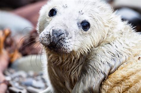 Scottish Wildlife | VisitScotland