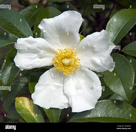 Cherokee-Rose Rosa laevigata Stock Photo - Alamy