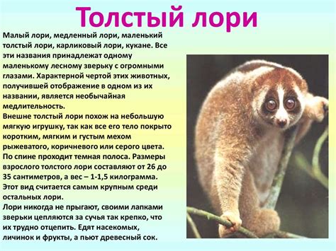 Малоизвестные, но очень симпатичные - online presentation