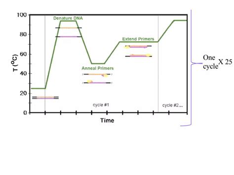 PCR Lecture 的图像结果