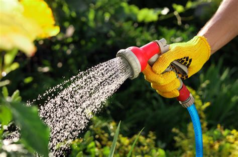 How To Grow Root Beer Plant