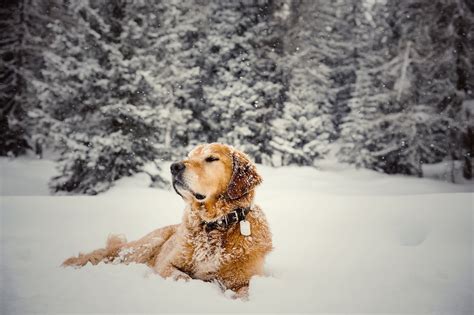 Dog Snow Wallpapers Hd Dogs In The Snow! Just Look At Your Little Pups