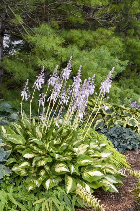 A Celebration of the Year of the Hosta in Photos - National Garden Bureau