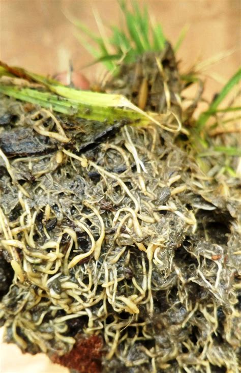 TNAU Agritech Portal :: Crop Protection