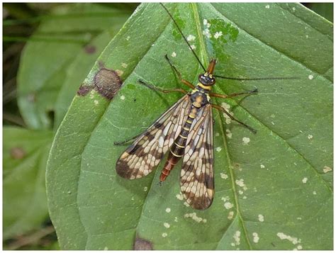 Srpice (Mecoptera) - Bobův fotoblog