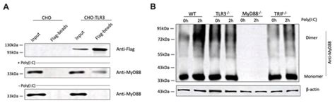 MyD88 Contributes to TLR3-Mediated NF-κB Activation and Cytokine ...