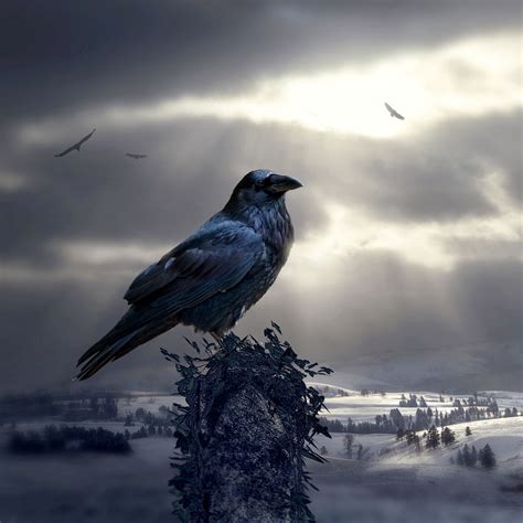 Download wallpaper 2780x2780 raven, bird, photoshop, mystical ...