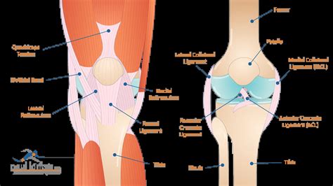 Patellar Tendon Rupture - Paul Kiritsis, MD - Richmond, VA Premier ...