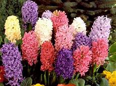 fiori lilla nomi tutti i nomi dei fiori bulbi nomi fiori fiori lilla nomi tutti i nomi dei fiori bulbi nomi fiori