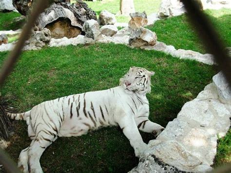 Overcrowded and dirty - Reviews, Photos - Belgrade Zoo - Tripadvisor