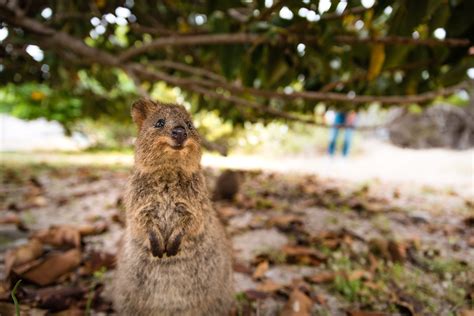 Quokka Sonriendo Durmiendo Quokka | San Diego Zoo Animals & Plants