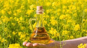 Image result for canola oil free imagesfree images