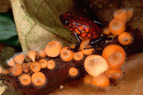 Harlequin Poison Dart Frog on Cup Fungus Ecuador Poster Print by Mark ...