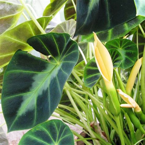 Colocasia esculenta 'Illustris'- Chamagadda (Bulbs)