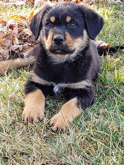 Golden Lab Rottweiler Mix at Denise Callaghan blog