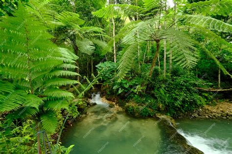 Premium Photo | Clear water river in the middle of tropical rain forest. ferns thrive ...