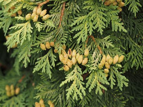 White cedar (Thuja occidentalis) | Department of Biological Sciences