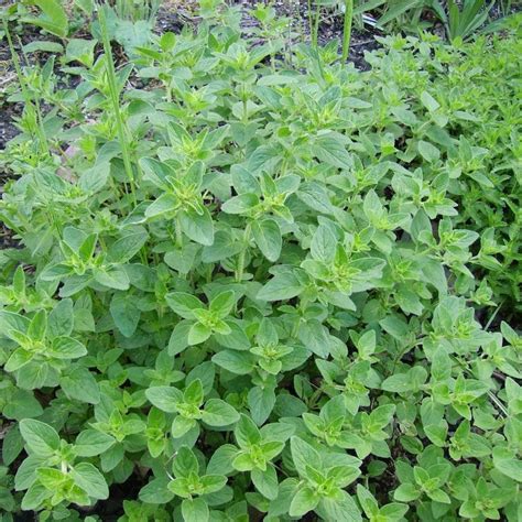 Greek Oregano Seeds origanum Heracleoticum 20 Seeds in - Etsy India