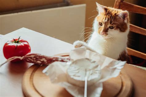 ᐉ Can Cats Eat Salami # Friendly Claws - All About Cats