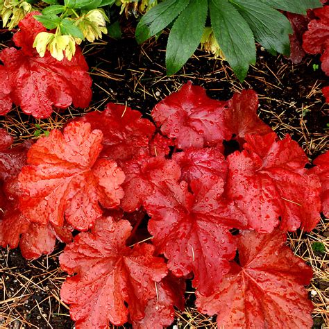 Heuchera ‘Fire Alarm’ | TERRA NOVA® Nurseries, Inc.