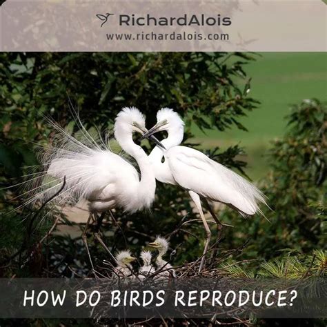 How Do Birds Reproduce? | Paesaggi, Animali, Aironi