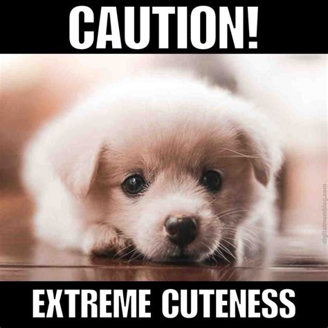 25 Hilarious Puppy Memes That Will Make Your Tail Wag