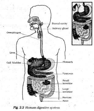 Image result for Class 7th Science Chapter 2