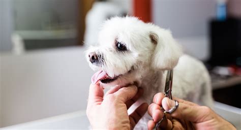 Services — Doggie Styles Pet Grooming