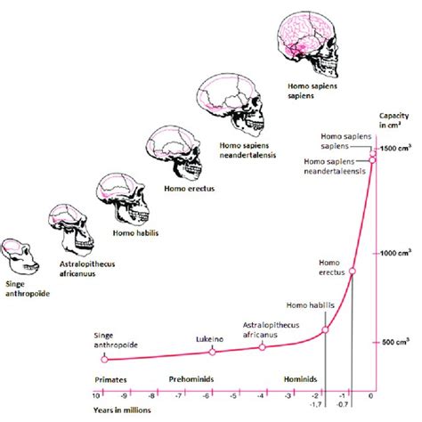 Human Evolution Science 的图像结果