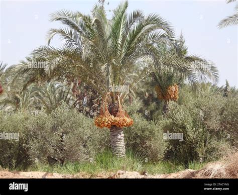 Phoenix dactylifera, the date palm, a flowering-plant species in the ...