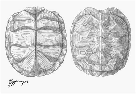 Image result for Real Turtle Shells Drawing