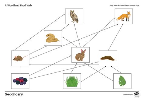 Image result for Food Web Questions