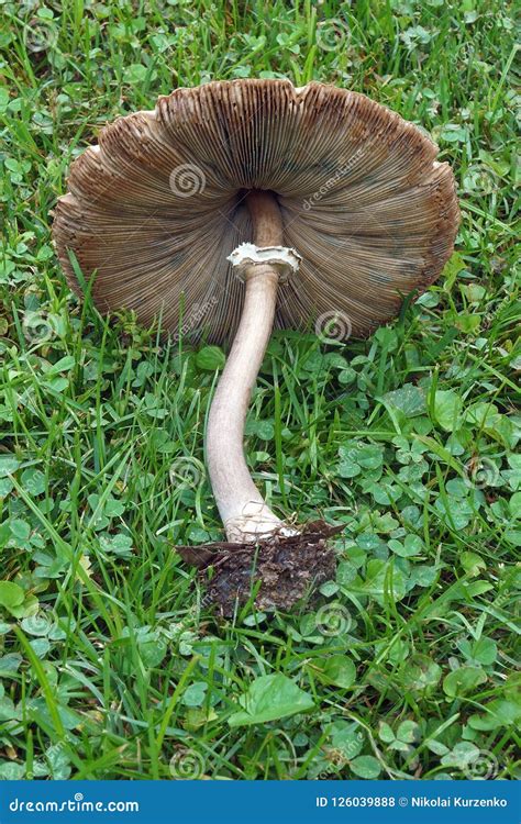 152 False Parasol Mushroom Stock Photos - Free & Royalty-Free Stock ...