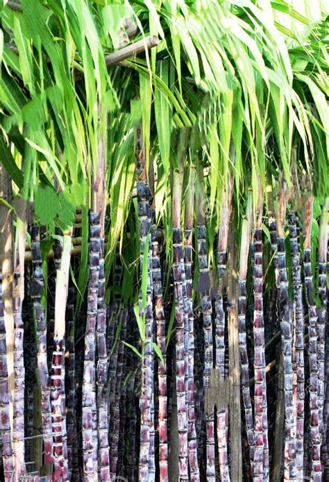 THE GREEN VIEW GARDENS Filipino Black Sugarcane Ganna Live Plant ...
