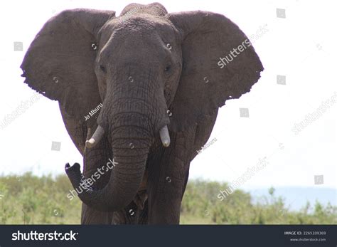 African Elephants Theyre Worlds Largest Land Stock Photo 2265109369 ...