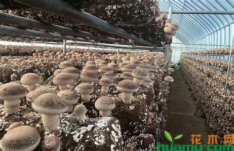 香菇种植技术详解-种植技术-中国花木网