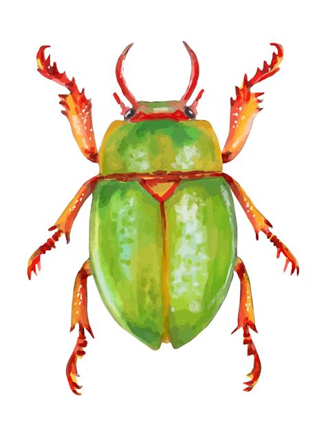 Green shining beetle. Insect. Entomology. The study of insects. Cut out ...