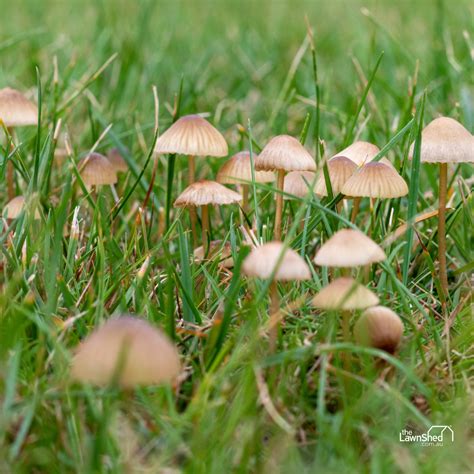 Couch Grass Lawn Care Guide - The Lawn Shed