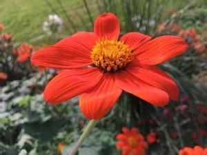 madrid Mexican Sunflower Tithonia Seed Price in India - Buy madrid ...
