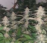 Image result for Sweed Strain Cookies