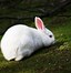 Image result for Cute Baby Rabbit Pictures