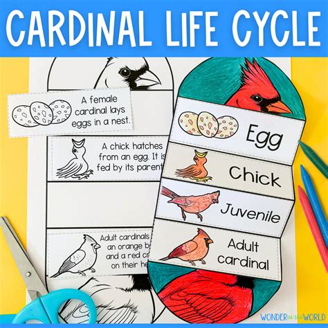 Life Cycle of a Northern Cardinal Bird Foldable Sequencing Activity for ...