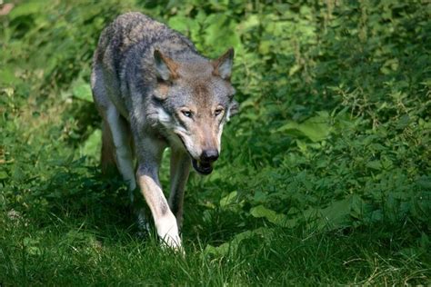 Image result for Timberwolf Facts