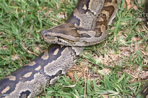 African Rock Python vs Lion 的图像结果