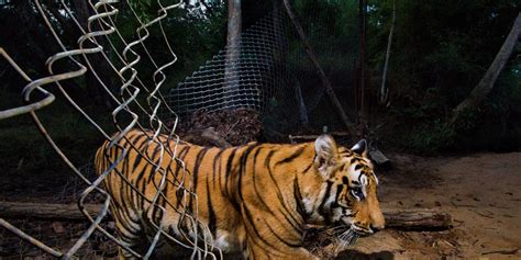 Tears Of A Tiger Cover Project